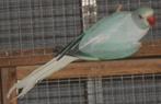 bleekstaart opaline halsbandparkieten 2025, Dieren en Toebehoren, Vogels | Parkieten en Papegaaien, Meerdere dieren, Parkiet, Geringd