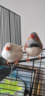 Australian zebra finch, Dieren en Toebehoren, Vogels | Overige Vogels, Meerdere dieren, Tropenvogel