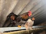 Barnevelder kriel dubbel gezoomd, Dieren en Toebehoren, Pluimvee, Meerdere dieren, Kip