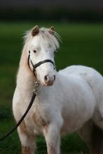 Prachtige sabino  shetlander ruin, Dieren en Toebehoren, Pony's, Meerdere dieren, A pony (tot 1.17m)