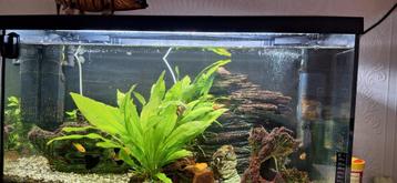 Juwel  Aqarium  beschikbaar voor biedingen