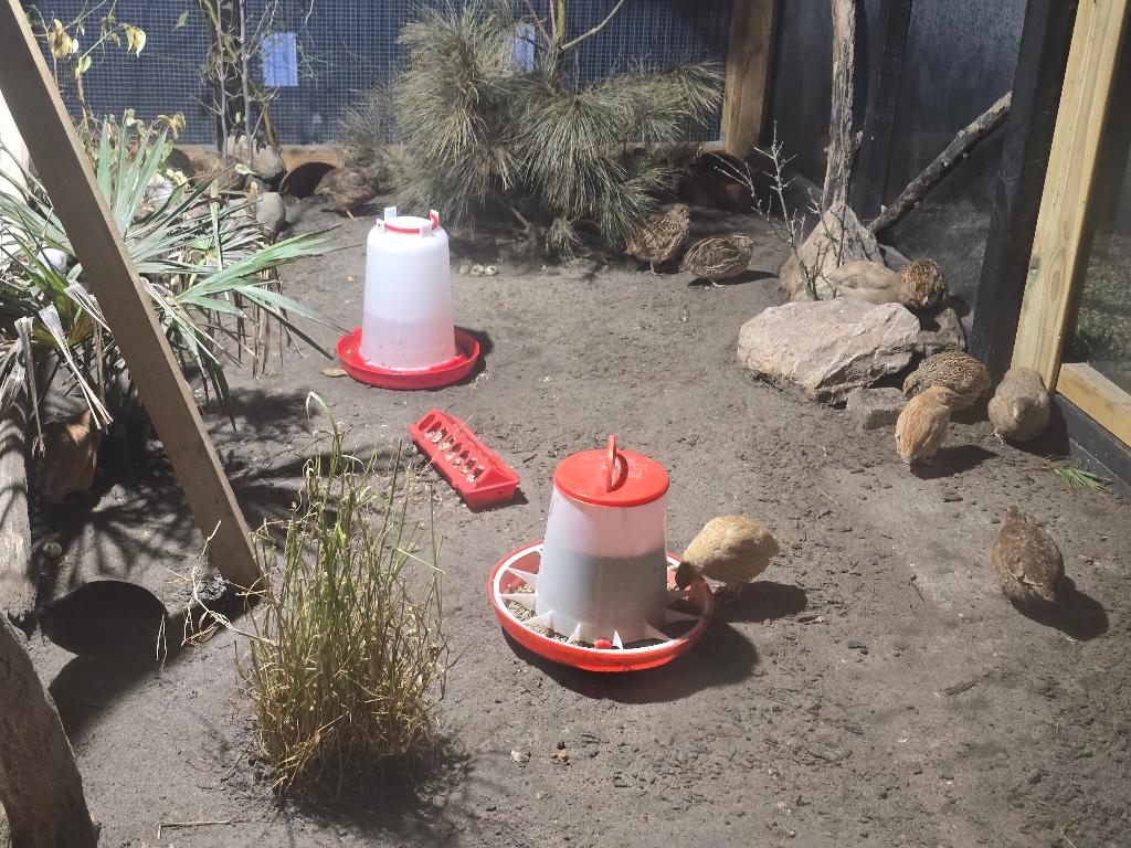 diverse japanse kwartels (volwassen), Dieren en Toebehoren, Pluimvee, Overige soorten, Meerdere dieren