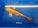 Prachtige gele Koi, 47cm, Dieren en Toebehoren, Vissen | Vijvervissen, Karper of Koi
