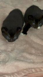 Leuk vervroegd sinterklaas if kerst cadeautje nog 2 over, Dieren en Toebehoren, Katten en Kittens | Overige Katten, Meerdere dieren
