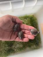 Emys orbicularis Europese moerasschildpad, Dieren en Toebehoren, Reptielen en Amfibieën, Hagedis, Tam, 0 tot 2 jaar