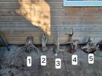 Aquariumhout! Veelal nieuw, groot, kienhout, boutique stump, Ophalen, Plant(en), Steen of Hout