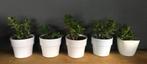 Witte vintage bloempotten bio kamerplanten Crassula Ovata, Tuin en Terras, Bloempotten, Rond, Binnen, Ophalen of Verzenden, Zo goed als nieuw