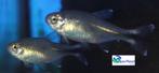 Koperzalm, Dieren en Toebehoren, Vis, Zoetwatervis, Schoolvis