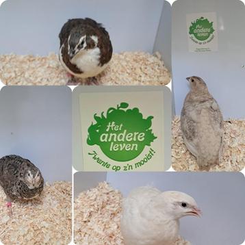 Japanse kwartels in verschillende kleuren hen & haan te koop beschikbaar voor biedingen