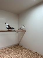 Bonte diamantduifjes, Dieren en Toebehoren, Vogels | Overige Vogels, Meerdere dieren