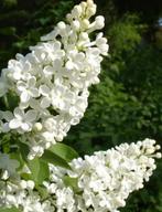 Sering wit, syringa vulgaris Alba, Vaste plant, Ophalen