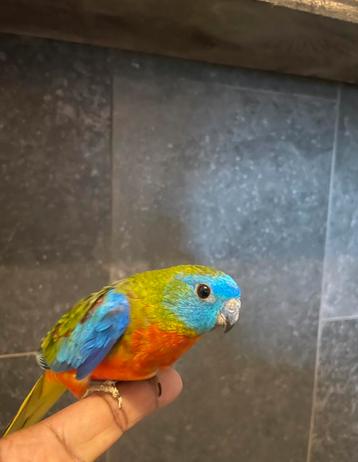 Tamme Bijzondere vogel! jonge Turquoisineparkiet.  [N.o.k.t beschikbaar voor biedingen