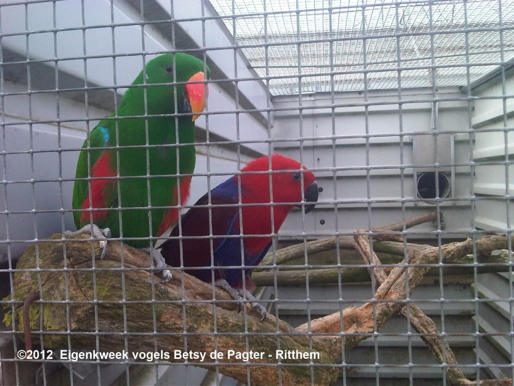Kweek paren NG edelpapegaaien, Dieren en Toebehoren, Vogels | Parkieten en Papegaaien, Papegaai, Meerdere dieren, Geringd