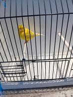 Gele kanarieman met kuifje te koop, Dieren en Toebehoren, Mannelijk, Kleurkanarie