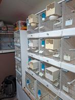 Te koop kweekkooien, Dieren en Toebehoren, Vogels | Hokken en Kooien, Ophalen, Gebruikt, Hout, Broedkooi of Kweekkooi
