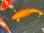 Yamabuki, Dieren en Toebehoren, Vissen | Vijvervissen, Karper of Koi
