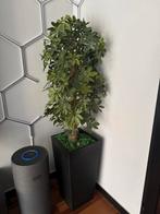 Kunstplant voor binnen - Schefflera in pot, Huis en Inrichting, Kamerplanten, Ophalen, Overige soorten, Halfschaduw, In pot
