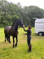 Wij hebben weer plaats voor training/verkoop!, Dieren en Toebehoren, Paarden en Pony's | Overige Paardenspullen, Ophalen of Verzenden