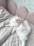 Witte poes., Dieren en Toebehoren, Katten en Kittens | Raskatten | Langhaar, Poes, 0 tot 2 jaar