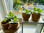 Kalanchoe Thyrsiflora | Woestijnroos, Huis en Inrichting, Kamerplanten, Ophalen, Overige soorten, Volle zon, Minder dan 100 cm