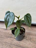 Philodendron brandtianum, Huis en Inrichting, Kamerplanten, Ophalen of Verzenden, Overige soorten, Minder dan 100 cm