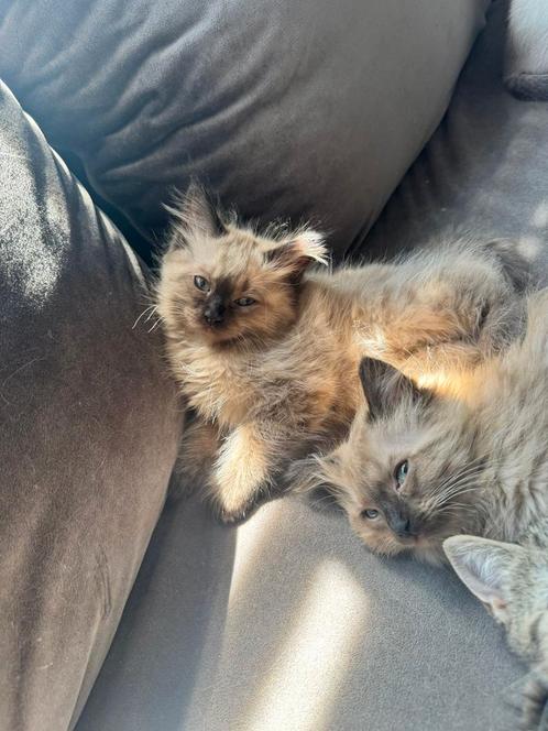 2 ragdoll meisjes, Dieren en Toebehoren, Katten en Kittens | Raskatten | Langhaar, Meerdere dieren