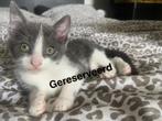 Kittens te koop, Dieren en Toebehoren, Katten en Kittens | Overige Katten, Meerdere dieren, 0 tot 2 jaar