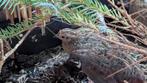 Koppel Chinese dwergkwartels, Meerdere dieren, Tropenvogel