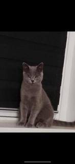 britse korthaar broertjes