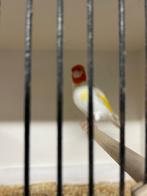 Majoor putter satinet split eumo man 2024, Dieren en Toebehoren, Vogels | Overige Vogels, Mannelijk, Wildzangvogel