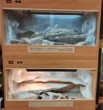 Terrarium 100x50x60cm hoog, Dieren en Toebehoren, Ophalen of Verzenden, Zo goed als nieuw