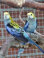 Te Koop 2 Bleekkop Rosella mannen., Dieren en Toebehoren, Vogels | Parkieten en Papegaaien, Mannelijk, Parkiet