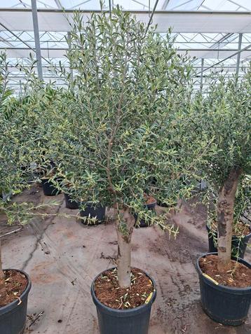 Olijfbomen Olea Europaea pot45 1.80/2.00 mtr beschikbaar voor biedingen