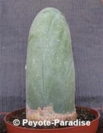 Penis Cactus (dik en lang). De echte Penis plant !, Huis en Inrichting, Verzenden, Minder dan 100 cm, In pot, Cactus