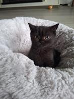 Britse korthaar kittens, Poes, Gechipt, 0 tot 2 jaar