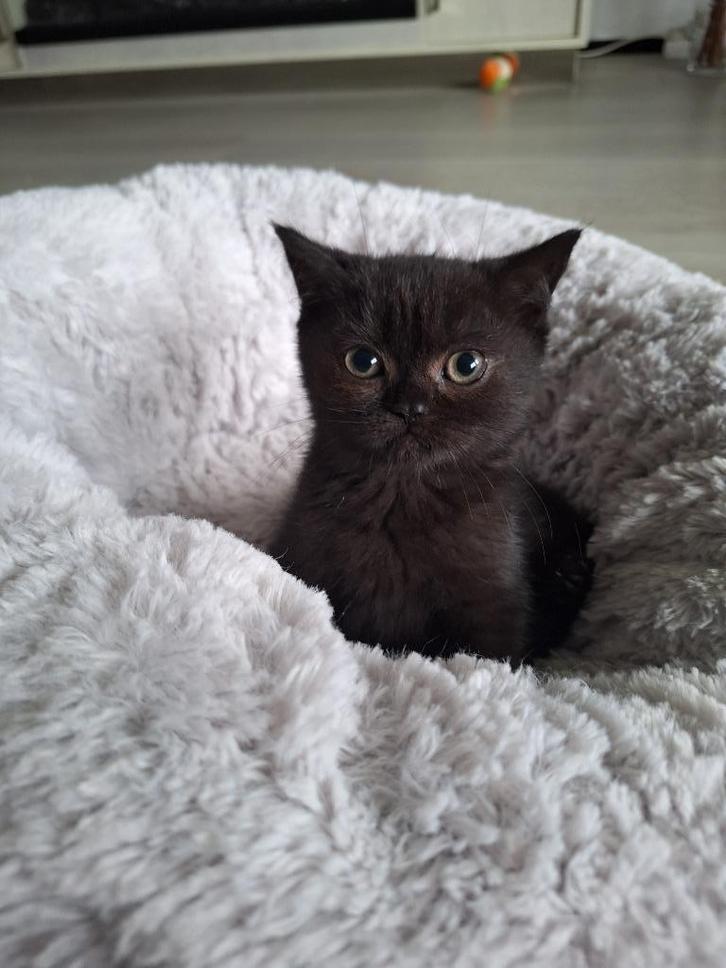 Britse korthaar kittens, Dieren en Toebehoren, Katten en Kittens | Raskatten | Korthaar, Poes, 0 tot 2 jaar, Gechipt, Ontwormd