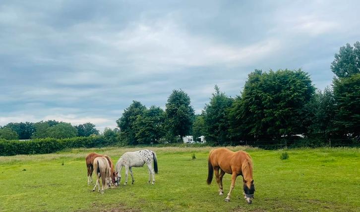 Opfok aangeboden voor merrieveulen, Dieren en Toebehoren, Stalling en Weidegang, Opfok, 1 paard of pony