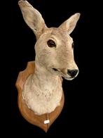 Opgezette hertenkop - hert of ree jachttrofee - taxidermie, Ophalen of Verzenden, Gebruikt, Hert, Opgezet dier