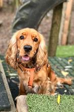Nestje Engelse Cocker Spaniel pups verwacht!, Dieren en Toebehoren, Honden | Retrievers, Spaniëls en Waterhonden, 8 tot 15 weken