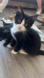 Super lieve kittens, Dieren en Toebehoren, Katten en Kittens | Overige Katten, Meerdere dieren, Kortharig, 0 tot 2 jaar
