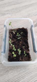 Stekjes Mother of thousends, Huis en Inrichting, Kamerplanten, Ophalen, Overige soorten, Minder dan 100 cm