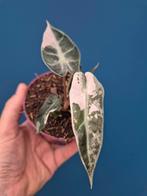 Alocasia Bambino Pink Variegata p10 (2)