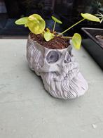 Skull bloempot met pannenkoekplant, Rond, Ophalen of Verzenden, Zo goed als nieuw, Minder dan 25 cm