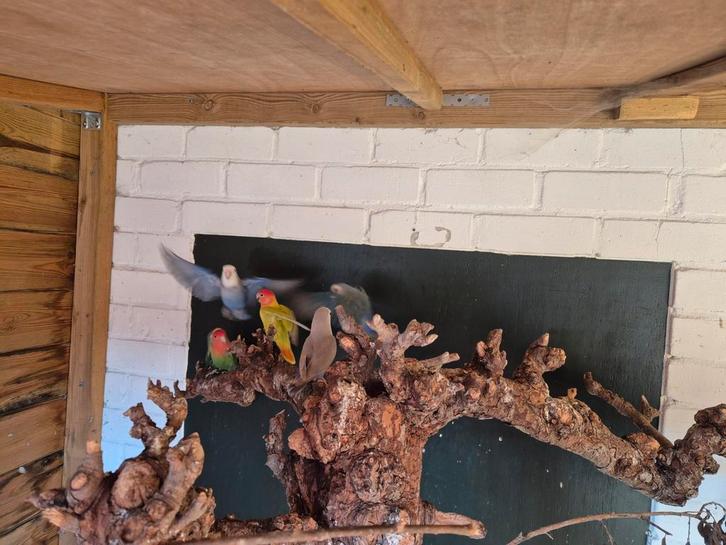 6 agapornis roseicolli wegens beëindigen hobby, Dieren en Toebehoren, Vogels | Parkieten en Papegaaien, Dwergpapegaai of Agapornis