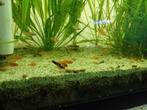 Jonge zwarddragers, Vis, Zoetwatervis