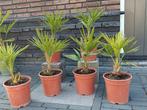Trachycarpus takaghii in een 19cm pot, winterhard., Ophalen, Zomer, Overige soorten, Volle zon