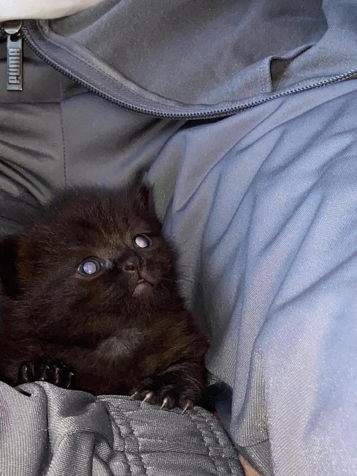 Brits/ Amerikaans kortehaar, Dieren en Toebehoren, Katten en Kittens | Dekkaters