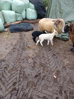 Schaap met 2 ooilammeren, Vrouwelijk, Schaap