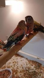 2 koppels bourkesparkieten (zitten warm!), Meerdere dieren, Parkiet