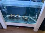 Aquarium stelling, Dieren en Toebehoren, Ophalen of Verzenden, Zo goed als nieuw, Leeg aquarium